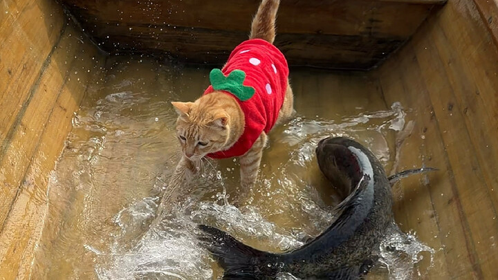 Coastal Indigenous Fisherman and a Fishing Cat