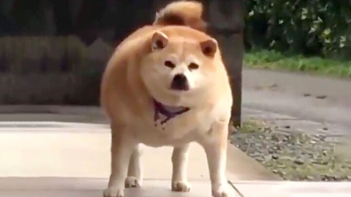 "This fat dog made me laugh for 3 minutes and 8 seconds!"