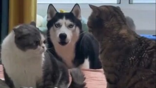 猫猫干架，劝架的居然是它