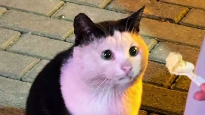 It fought hard to survive until it was 6 years old—now it’s my turn to take over. This story is abou