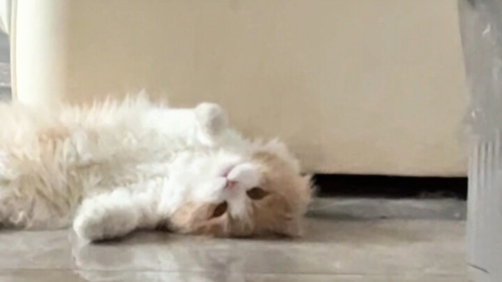 “แมว” ผู้เดียวดายไม่เหมือนใคร ไม่เคยต้องอธิบายให้ใครเข้าใจทางเลือกเฉพาะตัวของตัวเอง