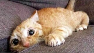 Top 200 Funny Animals Vines || FunnyVines