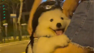 Video aslinya sudah tiba!