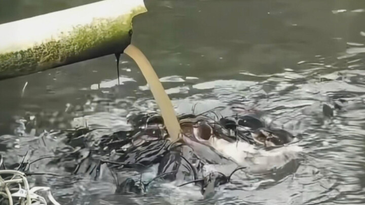 ฝูงปลาดุกกำลังเพลิดเพลินกับบุฟเฟต์สุดหรูอยู่ที่ปากท่อระบายน้ำ
