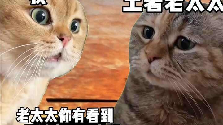 ลูกหมาใหม่แมว