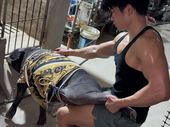 Ngày thứ 27 tập gym giảm mỡ cùng chú heo