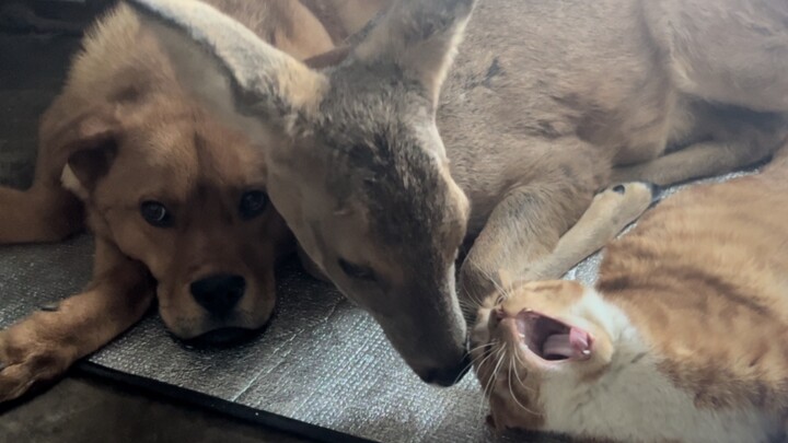 The clueless fawn who loves to cuddle cats sticks close to the little dog who can’t stop snacking on