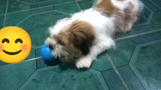 #Shih tzu#Playing time#Tuffy love love