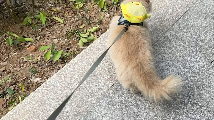 Cara yang benar untuk mengajak kucing jalan-jalan