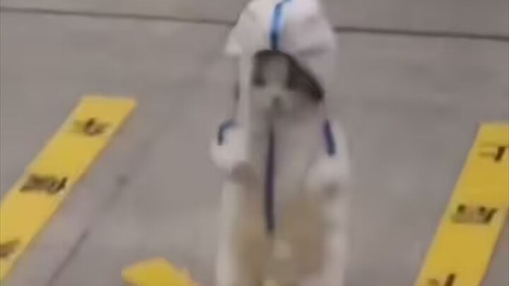“如果养猫不拿来玩，那将毫无意义！”