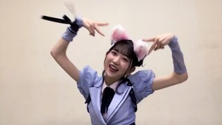 เนโกะเนโกะ ยามาชิมะ อะกิเนะ เต้นเพลง "Cat Squad" ของ After School Climax Girls