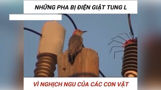 Hãi thật sự #haihuoc