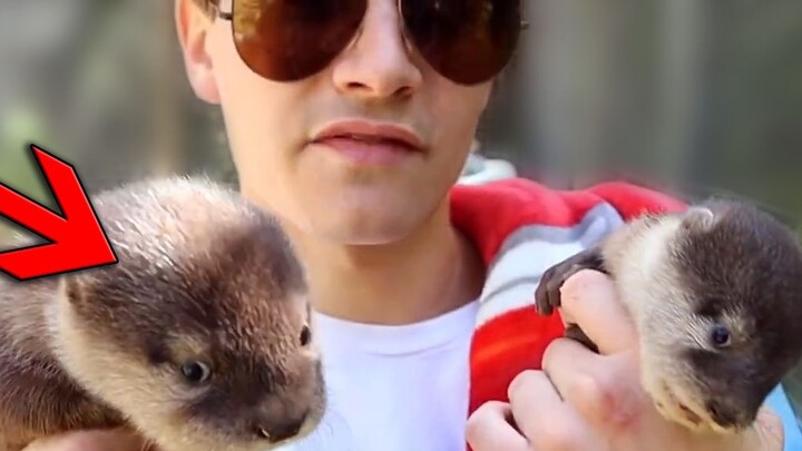 The man was lucky to pick up two baby otters, but the little otters disliked him, and finally lived 