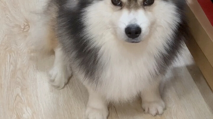 Chú cún bảo là tự mình đánh nhịp luôn…