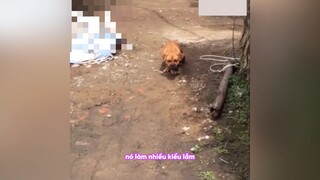 Một chiếc chó bị cận thị #videohai