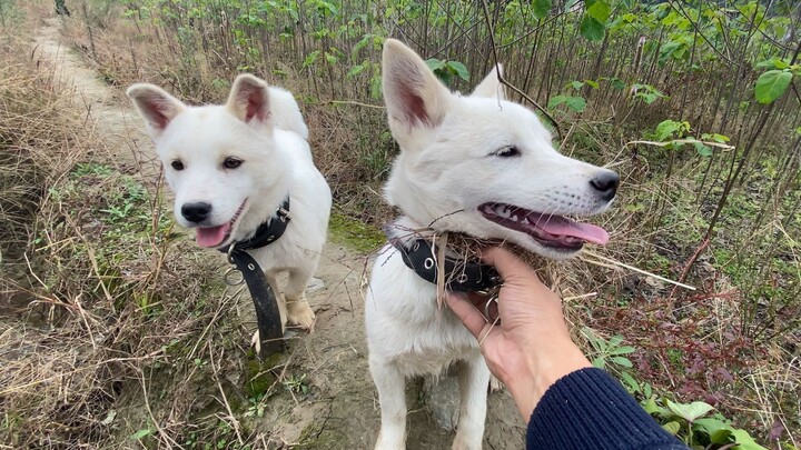 Dogs Guo Dong, Bu Ding, and Xiao Pang