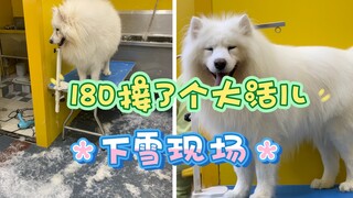 180 mendapat pekerjaan besar, mencuci seekor Samoyed berukuran besar selama lebih dari tiga jam, sem