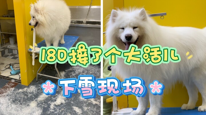180 took on a big job—washing a huge Samoyed for over three hours, and it started snowing heavily at