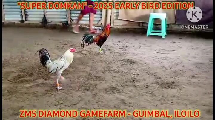 Super Domkan - Light Side  Intelligent with timing and great cutting ability - 2025 Early Bird Stag