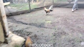 BROODCOCKS