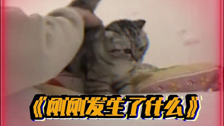 Meow meow, I really hate humans who have no sense of boundaries!