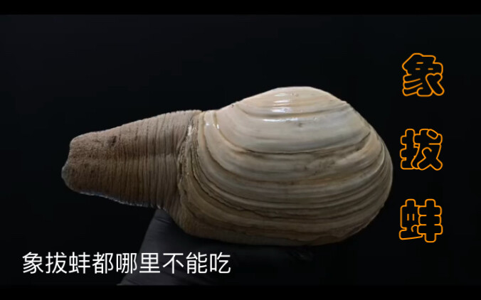 Apakah Anda tahu bagian mana dari kerang gading yang tidak boleh dimakan?
