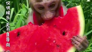 Huoxiang Zhengqi Water: If it weren't for today's advanced internet, I'd be treated just like MSG.