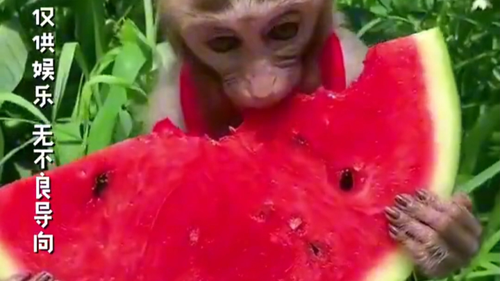 ماء هوهشيانغ تشنغي: لولا توفر الإنترنت الآن، لكنت أصبحت مثل مادة أحادي جلوتامات الصوديوم!