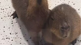 Adegan runtuhnya kapibara