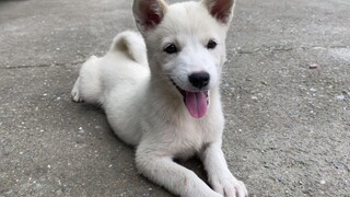 三条狗打不过一只鹅？