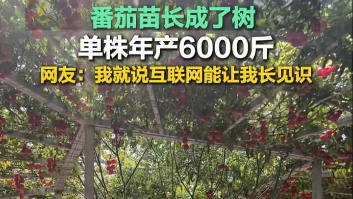 How do you even think you can do it too? One tree yields 6,000 jin—plant it once and it keeps bearin