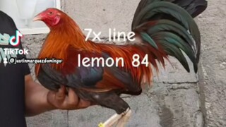 7X LINE BOSTON LEMON