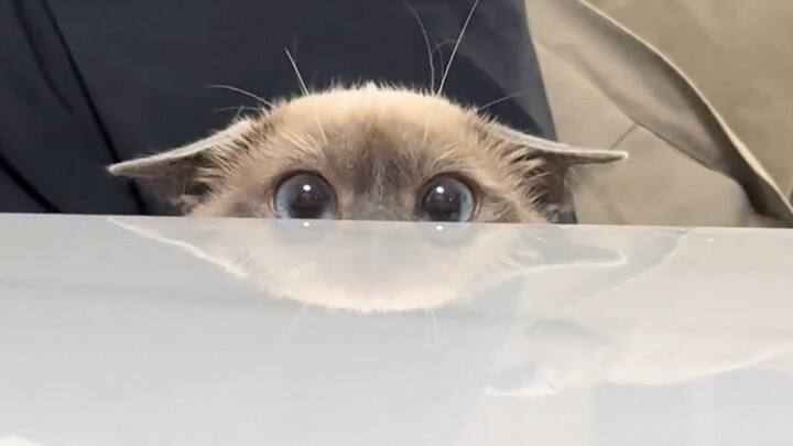 Kitten: Can’t you tell I’m socially anxious?