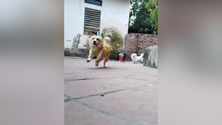 Thả tim cho sự đáng yêu của 3 e đi ạ. cunyeucuadua yeucho yeuchomeo cún cúncon chó chómèo chócon chókhôn yeuchomeo chócute pet dog