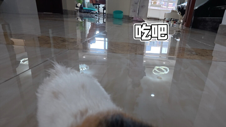 Today's video was shot by a puppy