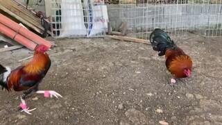 Kelso vs black velcro