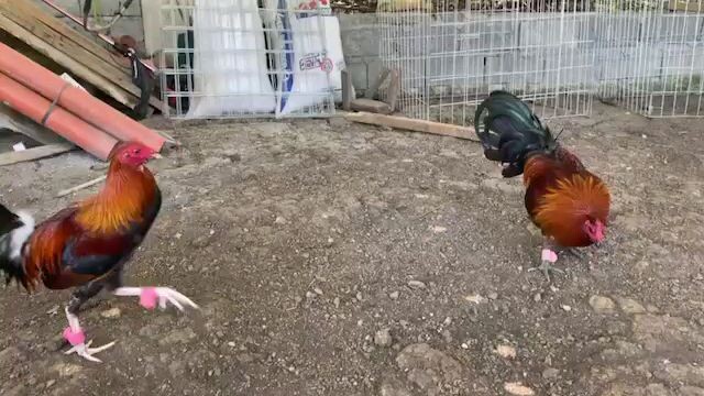 Kelso vs black velcro