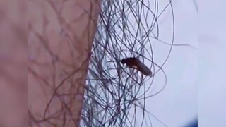 Số 132, Video hài hước