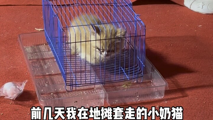 Đi chơi chợ trời ném vòng, nhặt được một chú mèo con sữa. Không biết làm vậy là đúng hay sai, nhưng 