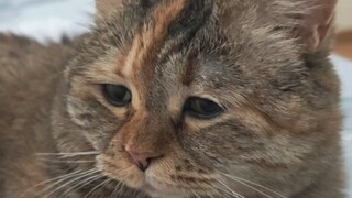 麻麻说小猪是不需要吃饭的