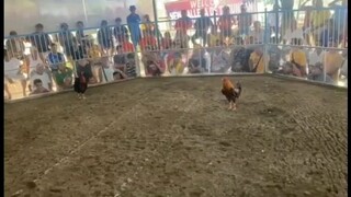 clients update rubio gold x jbk sayang di naikasa clean win