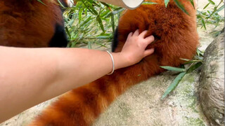 【Red Panda】Humanity's "claw" has finally reached out to these adorable creatures!