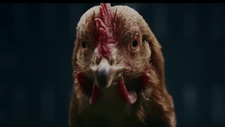 เมอร์เซเดส-เบนซ์ใช้ไก่ถ่ายโฆษณาชิ้นหนึ่งเพื่อพิสูจน์ความเสถียร...