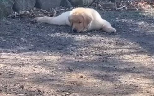 Hi Little Golden Retriever