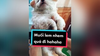 Lần đầu tiên tắm cho Muối.  karofi karofivn cunyeucuadua chó chócon chókhôn chócute xuhuong fyp dienmao2022
