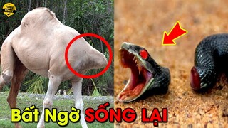 🔴 Khóc Thét Với 9 Sinh Vật Đáng Sợ Có Thể Sống Lại Sau Khi Đã C.hết Mất Đầu