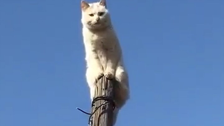 “This darn thing is the original “To the Clouds” music video!”