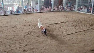 San Agustin Gamefarm White Claret strikes again!