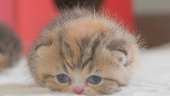 I'm just a little caterpillar—no neck, no legs!