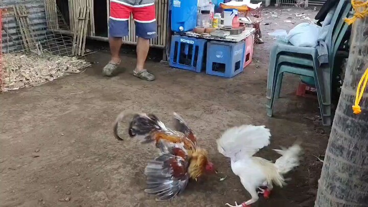 Lucio gf Thompson white